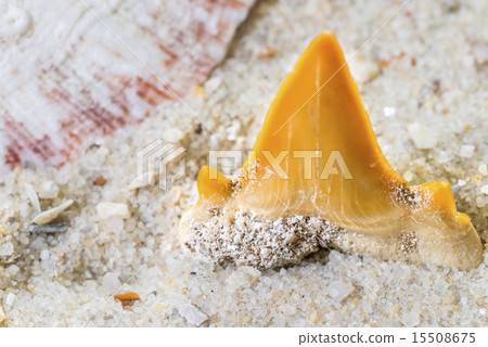shark tooth 15508675