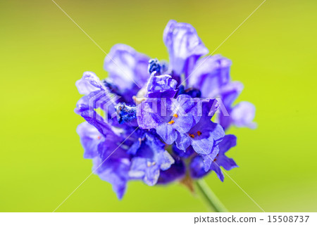 Lavender with blurred background 15508737