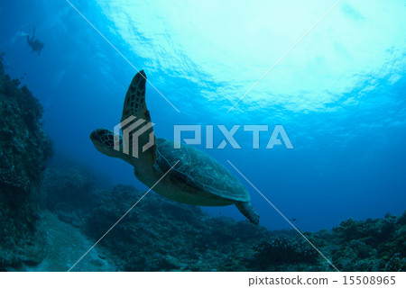 綠海龜 綠海龜 15508965