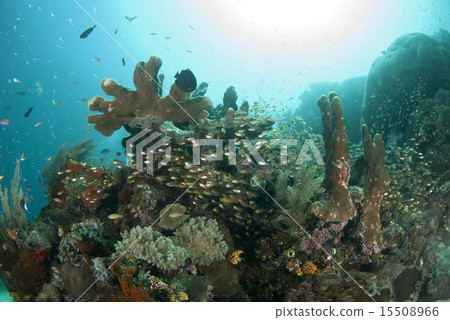 珊瑚和小魚 15508966