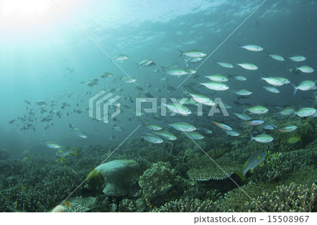 Kumazasa Hanamuro Kumazasa Hanamuro 15508967