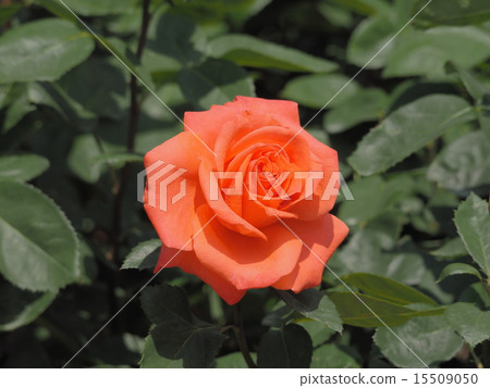 玫瑰 15509050