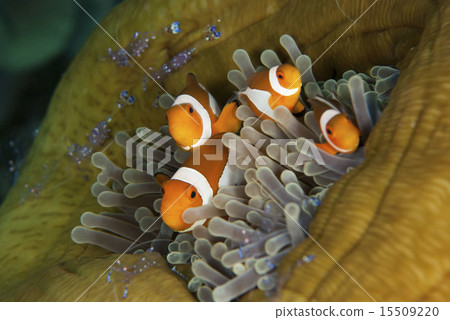 銀蓮花魚科 銀蓮花魚科 15509220
