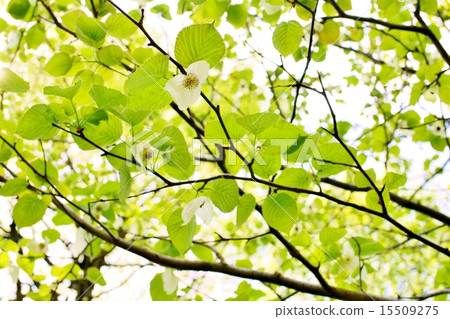 珙桐 珙桐 15509275