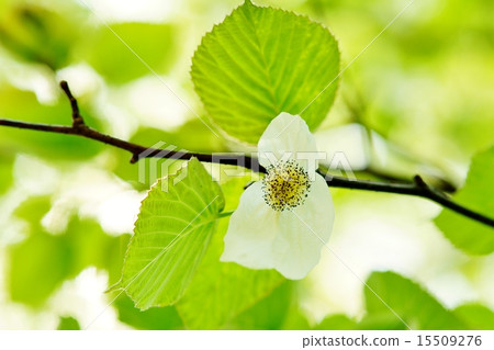 手帕花 手帕花 15509276