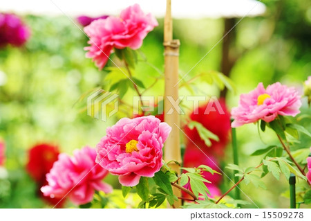 牡丹園 15509278