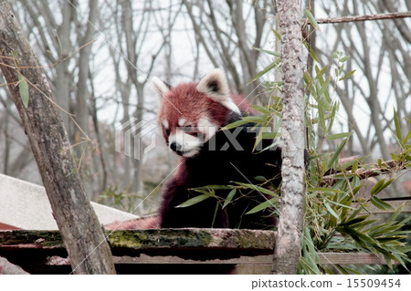 我正盯著一隻小熊貓 15509454