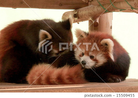 下雨與雨的紅色甜心夫婦 15509455