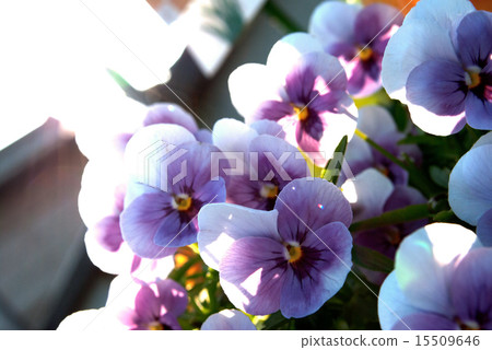 Pansy Pansy 15509646