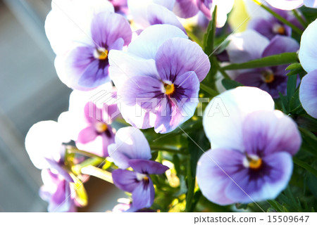 Pansy Pansy 15509647