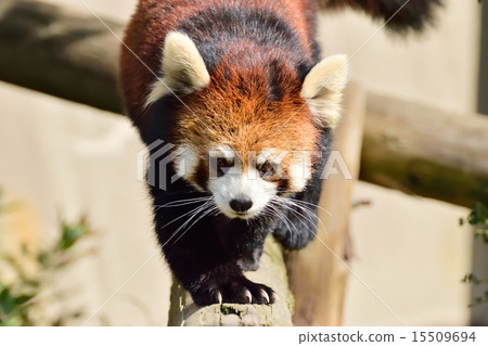 福岡市動物園的小熊貓 15509694