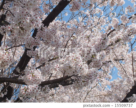 Cherry Blossoms Cherry Blossoms 15509737
