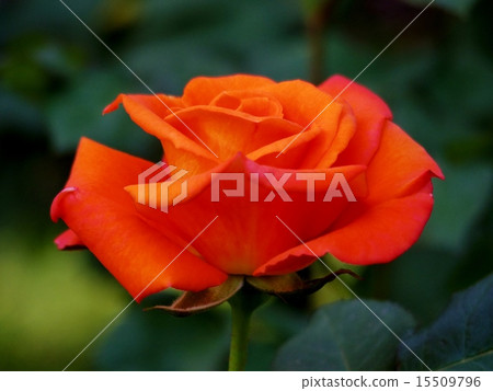 Rose flower (Tequila) 15509796