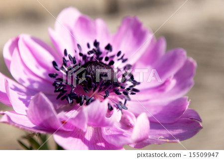 Anemones 15509947