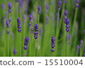 薰衣草 15510004