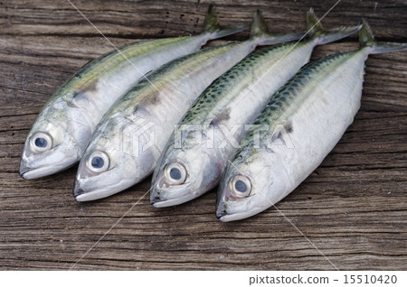 Mackerel 15510420