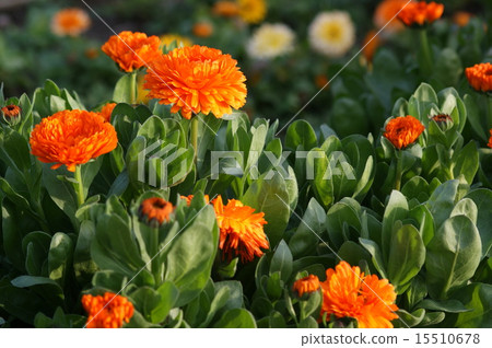 Calendula 15510678
