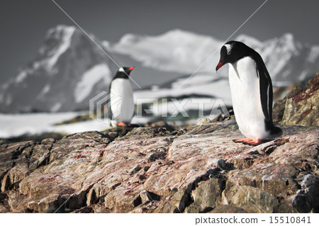 Two penguins dreaming 15510841