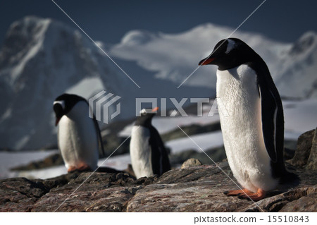 Three penguins Three penguins 15510843