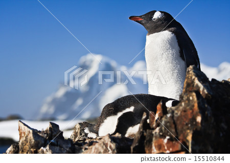 Two penguins on a rock Two penguins on a rock 15510844