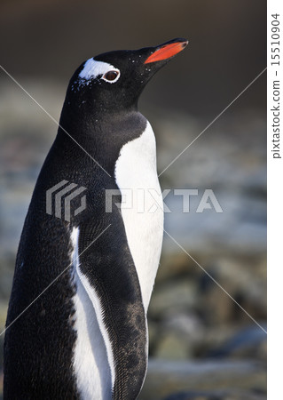 black and white penguin black and white penguin 15510904