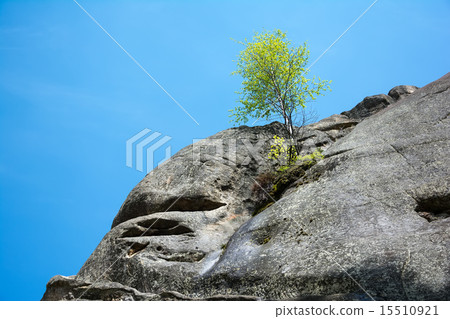 Lonely birch tree growing on top of the rock 15510921