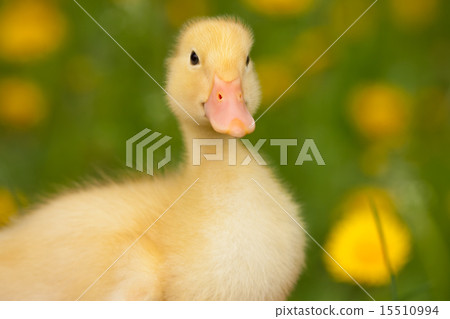 Small duckling 15510994