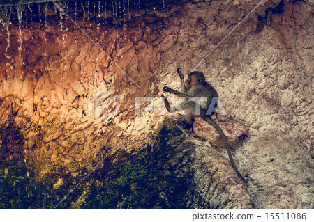 funny monkey funny monkey 15511086