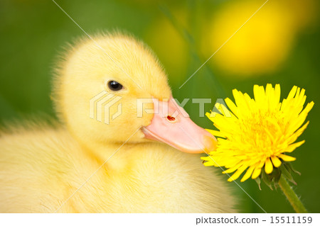 Little duckling Little duckling 15511159