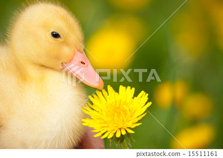 Little duckling Little duckling 15511161