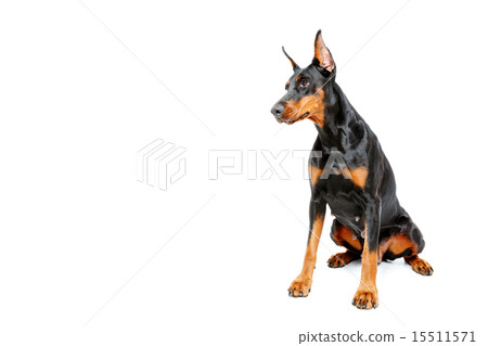 Sitting dobermann pinscher on white isolated background 15511571