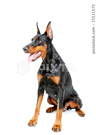 Sitting dobermann pinscher on white isolated background 15511573
