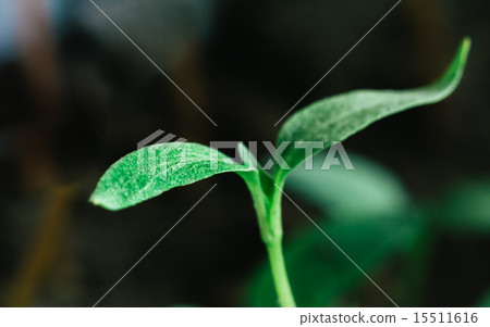 Green Sprout Growing From Seed Green Sprout Growing From Seed 15511616