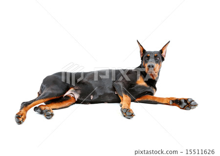 Lying doberman pinscher on isolated white background 15511626