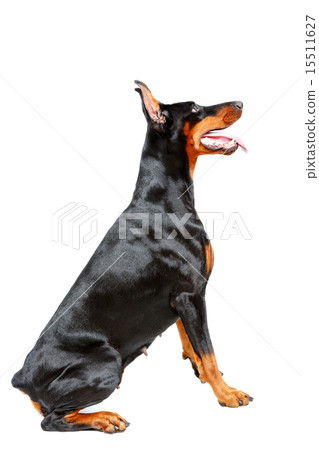 Profile of sitting doberman pinscher 15511627