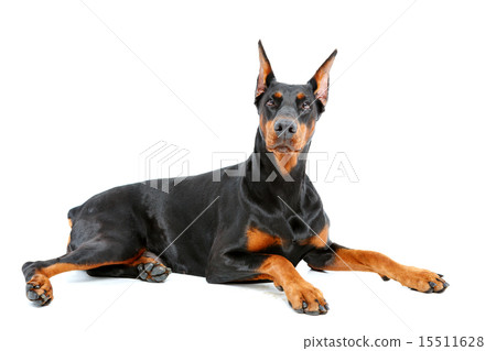 Doberman pinscher lying with important look Doberman pinscher lying with important look 15511628