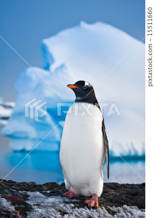 penguin on the rocks penguin on the rocks 15511660