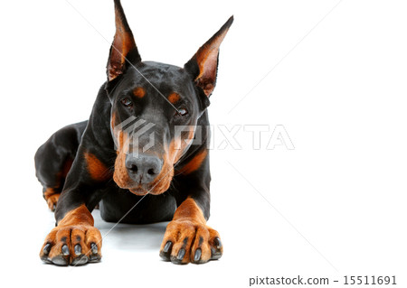 Portrait of lying doberman pinscher 15511691