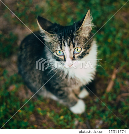 Small Cat Kitten Sitting On Green Spring Grass. 15511774