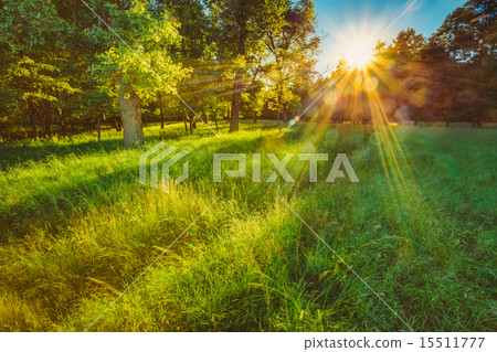 Sunlight Green Coniferous Forest, Russian Nature Sunlight Green Coniferous Forest, Russian Nature 15511777