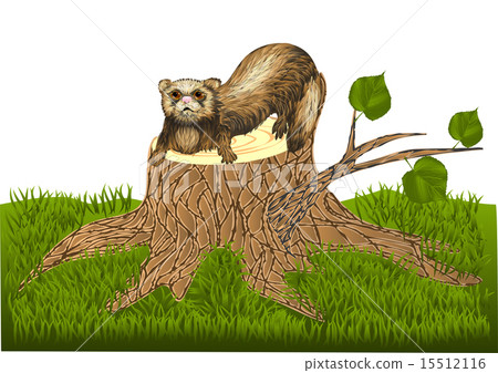 ferret on stump ferret on stump 15512116