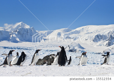 a large group of penguins a large group of penguins 15512354