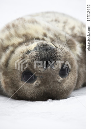 Seal rests 15512462