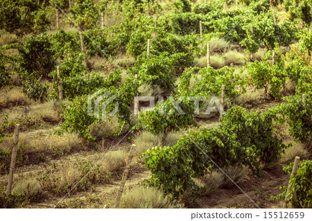 vineyards in Crimea. vineyards in Crimea. 15512659
