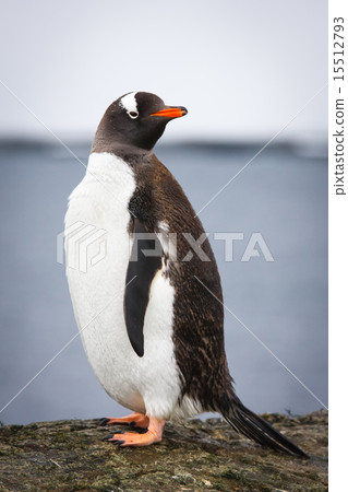 Penguin  standing on a stone pillar 15512793