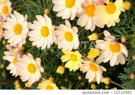 Margaret (Spring Bouquet gallon) Margaret (Spring Bouquet gallon) 15512985