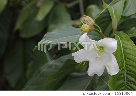 Beaumontir / Muruti Flora flowers and rain drops 15513064