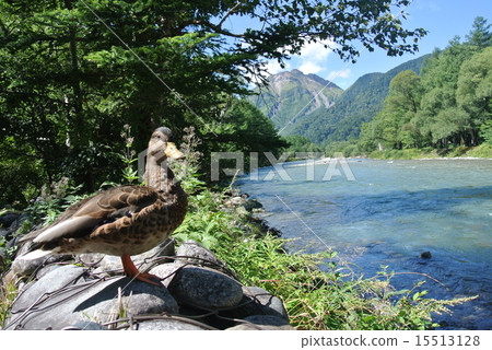 Duck and Yakedake Duck and Yakedake 15513128