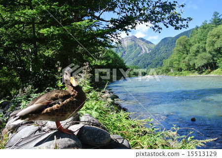 Duck and Yakedake 15513129