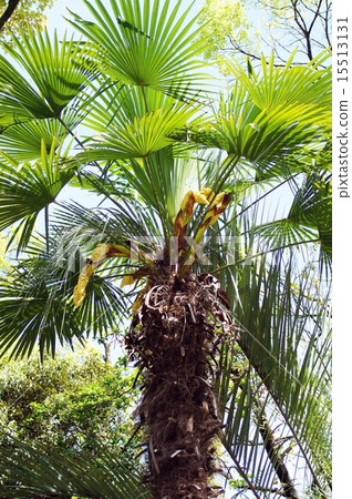 Schulz Schulz 15513131